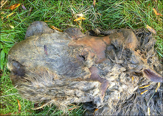 Illustration for article titled This Is The First Baby Wooly Rhinoceros Ever Discovered